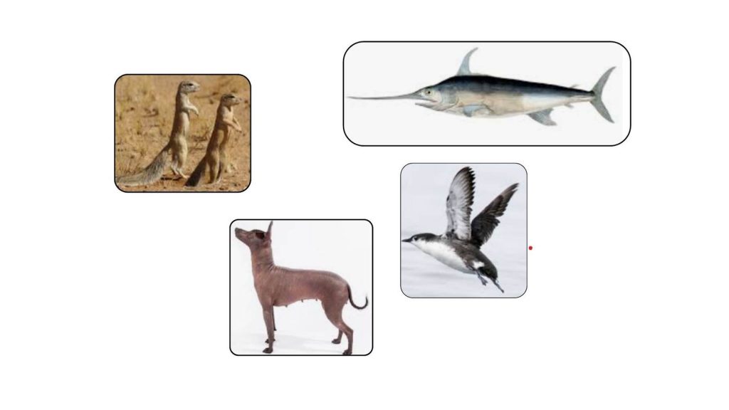 Animals That Start with X