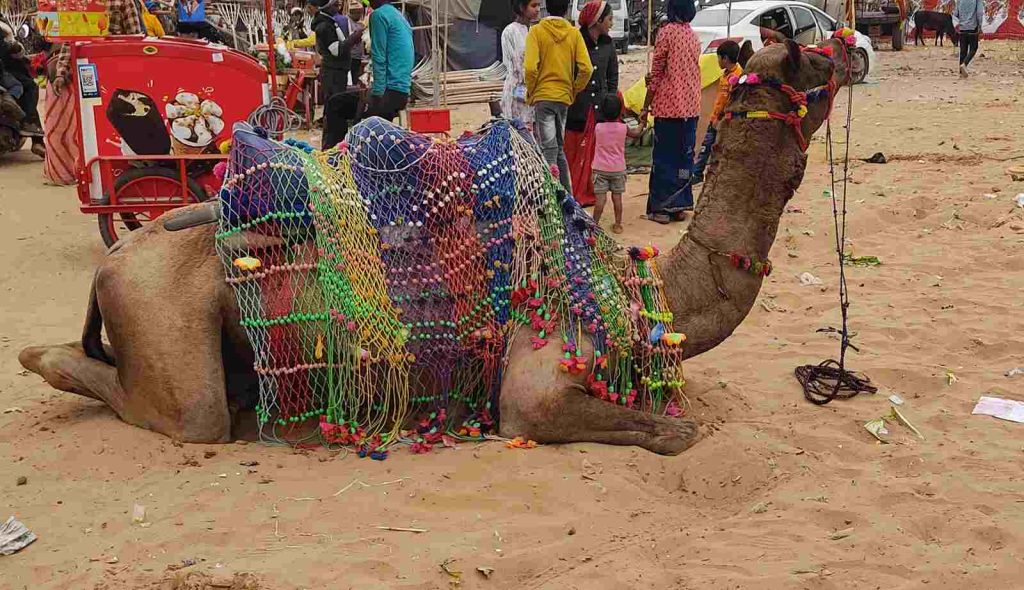 Pushkar Mela Camel Fair